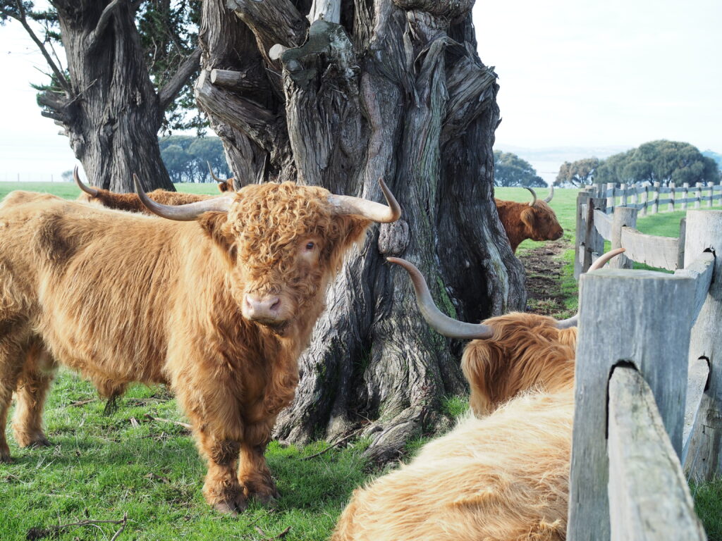 A red highland cow at Churchill Island